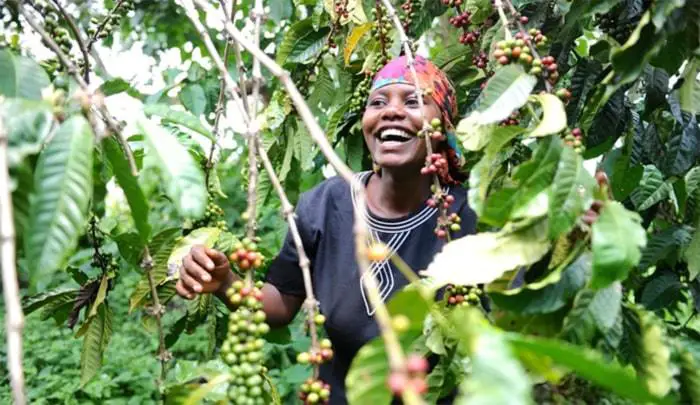 produccion de cafe en africa