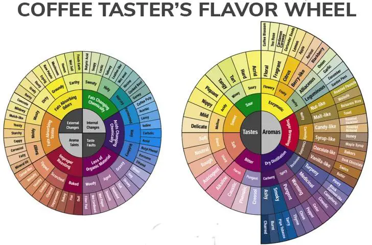 coffee tasters flavor wheel