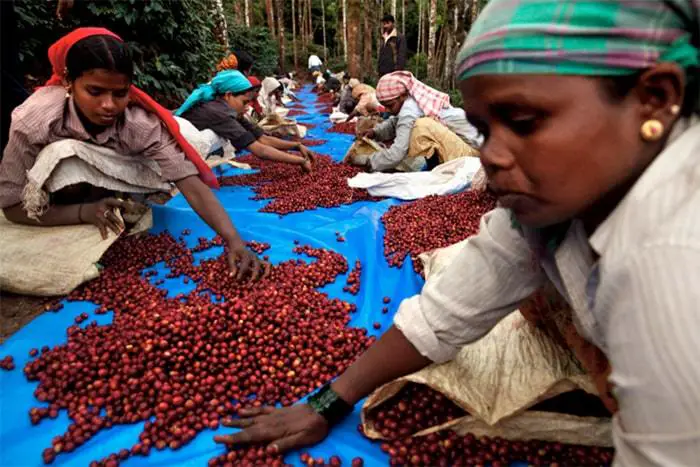 use coffee to reduce famine